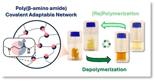 Exploring transamidation and chemical recycling of β-amino amide-derived covalent adaptable networks